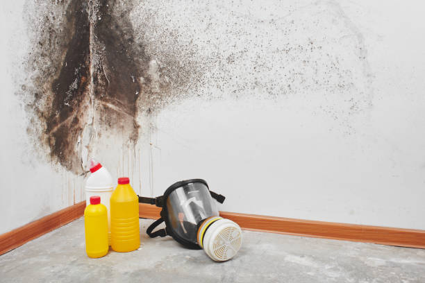 Best Basement Mold Remediation in Idabel, OK