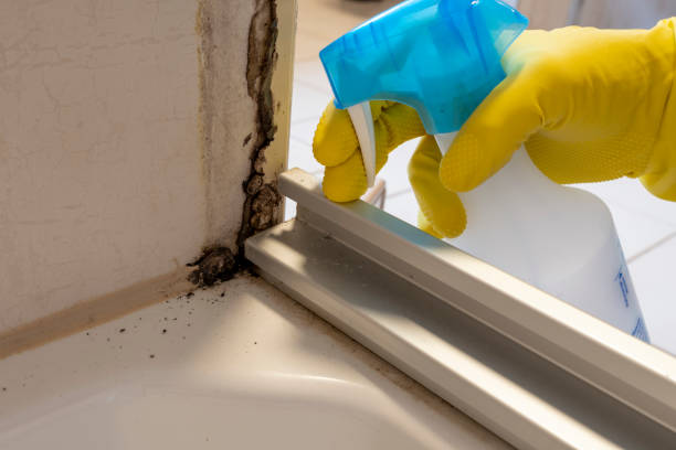 Best Black Mold Remediation in Idabel, OK