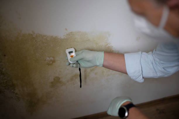 Best Industrial Mold Remediation in Idabel, OK