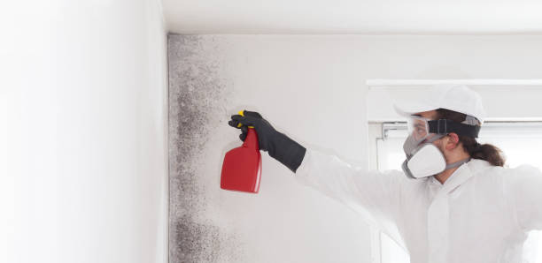 Best Emergency Mold Remediation in Idabel, OK