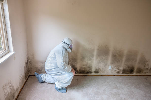 Best Attic Mold Remediation in Idabel, OK