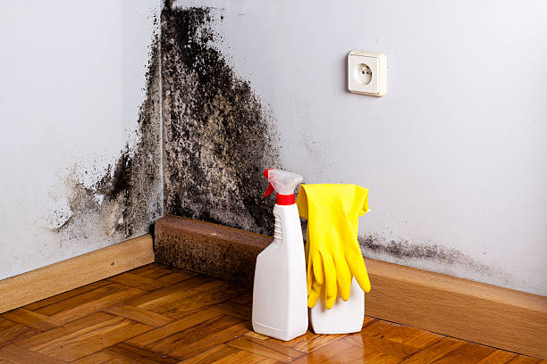 Best Commercial Mold Remediation in Idabel, OK