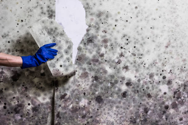 Best Preventive Mold Services in Idabel, OK